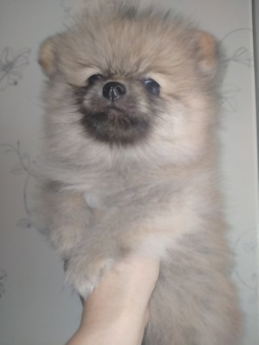 Померанский шпиц