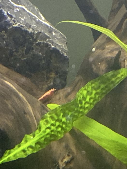 Продам аквариум 160литр