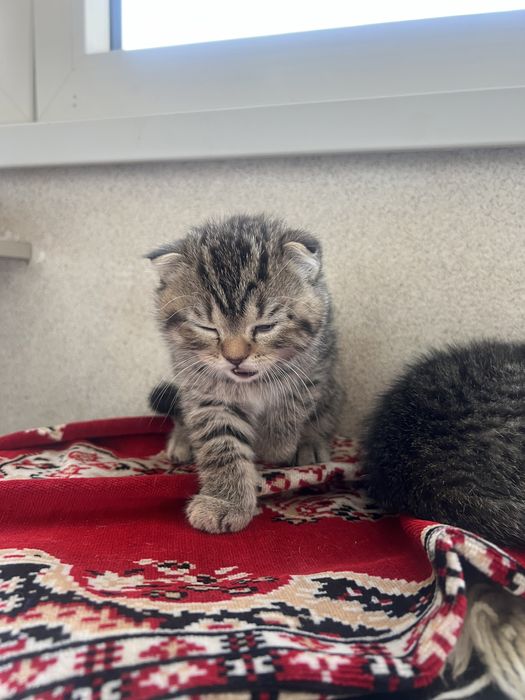 Шотландцы вислоухие котята