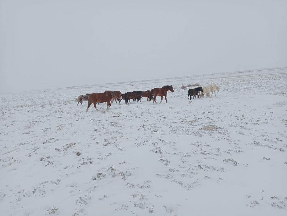 Жылқы үйірімен сатылады