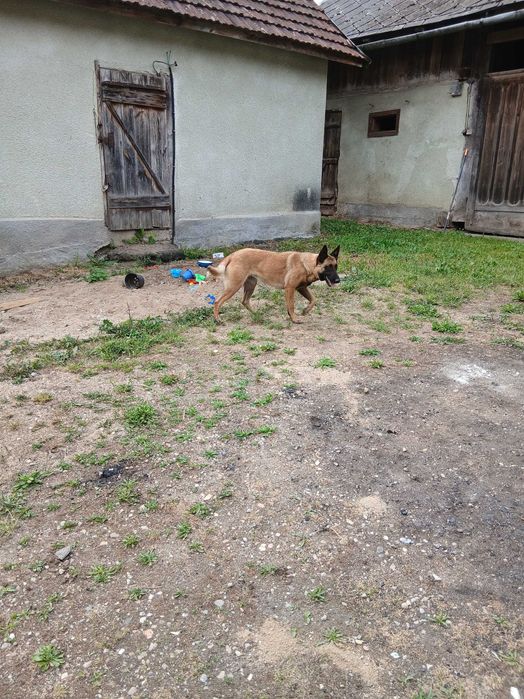 Donez catea malinois sterilizata