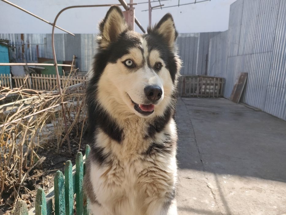 Хаски вязка кобель