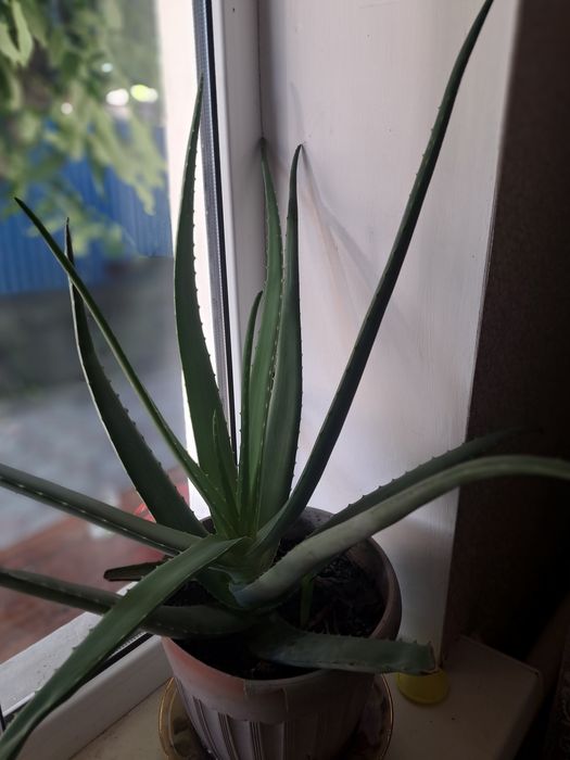 Продам алое или обмен на горшки