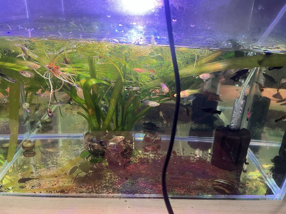 Гуппи продается активные