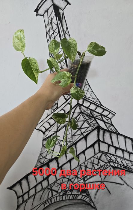 Эпипремнум пинатум марбл квин