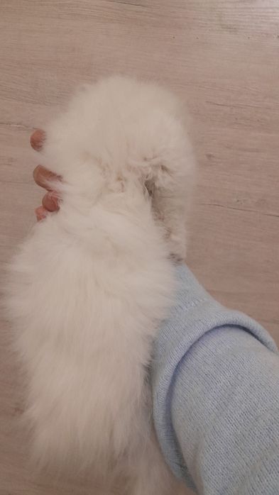 Котёнок Чисто Сибирская!!!