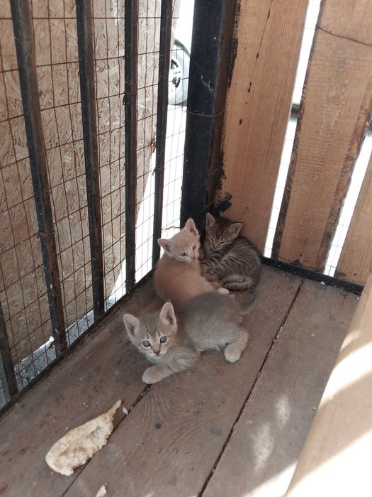 Четыре котята  отдам даром