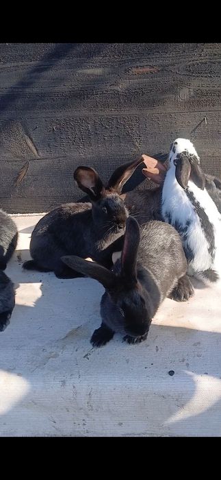 Fluture german janet havana si pestriț