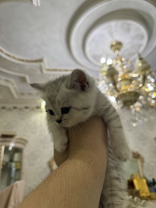 Продаются чисто кровный серебристий и залатистый шиншиллы котяти