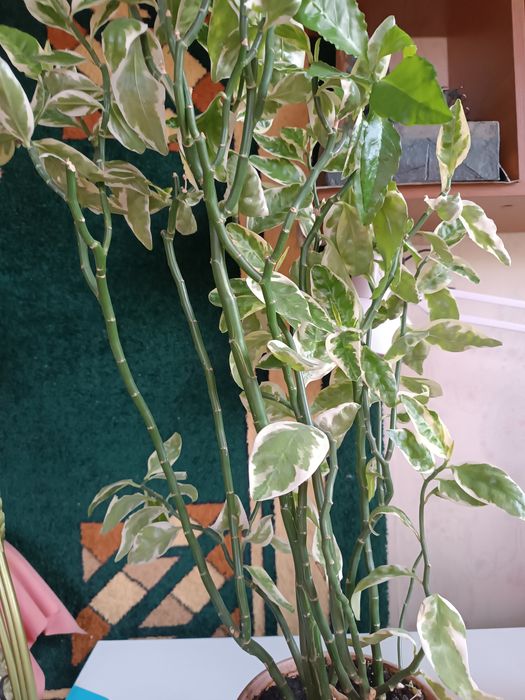 Комнатный цветок