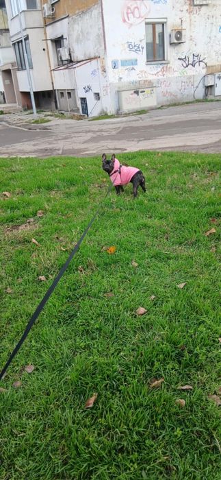 Френски Булдог .