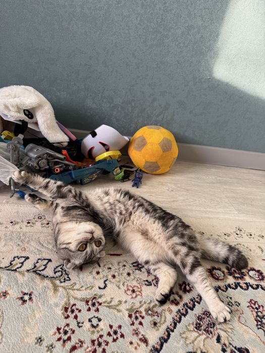 Кот шотладский вислоухий