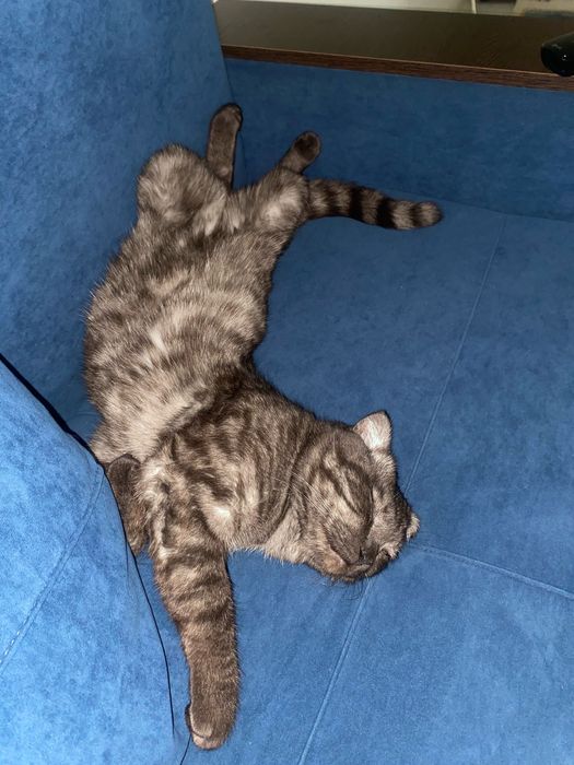 Отдам !!! Отец шотландец, мама сиямка.