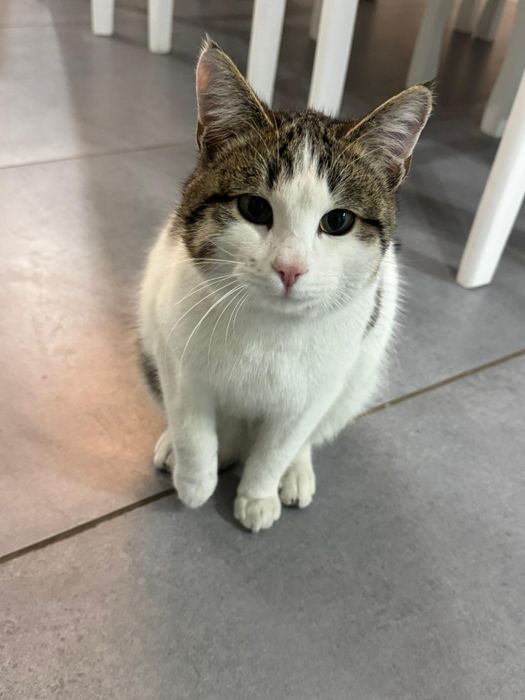 Кошка бесплатно 8 месяцев