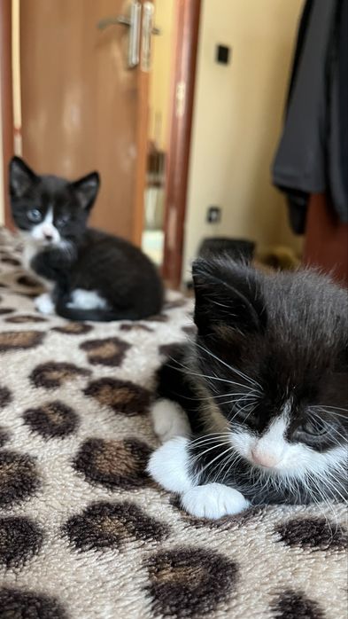 Котята ищут дом