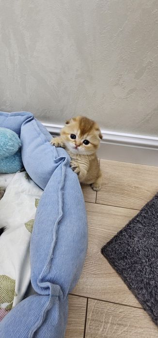 Золотистые шиншиллы девочки фолд и сирайт