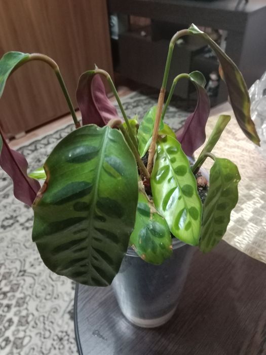 Калатея Лансифолия