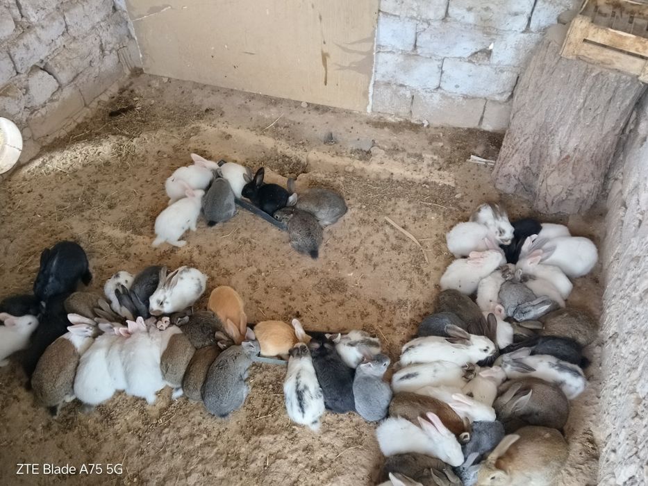 Quyonlar optim narxda