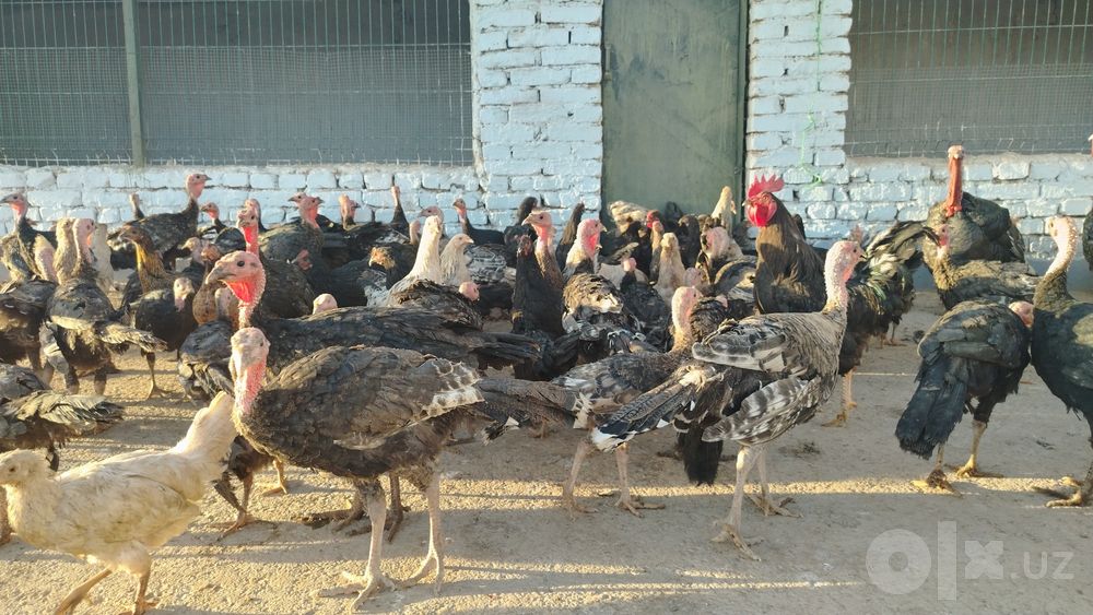Kurkalar sotiladi