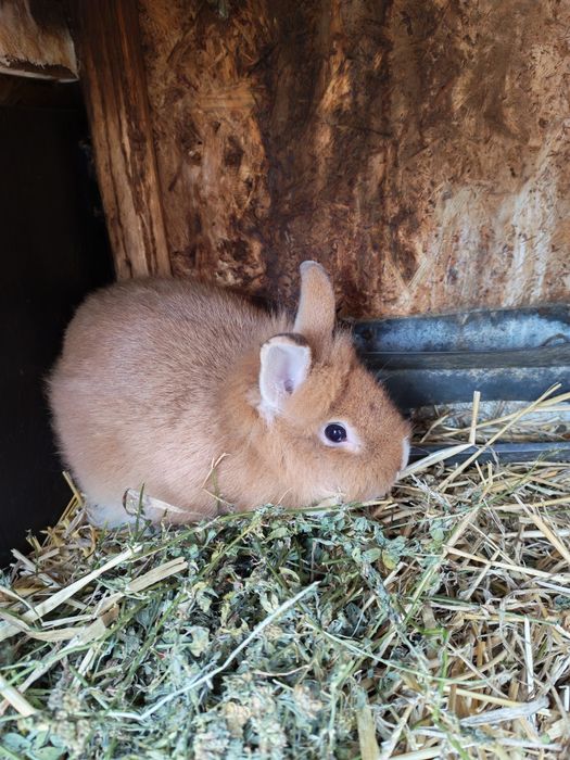 Iepuri cap de leu pitic doar Iași și doar adulți femele gestante și ma