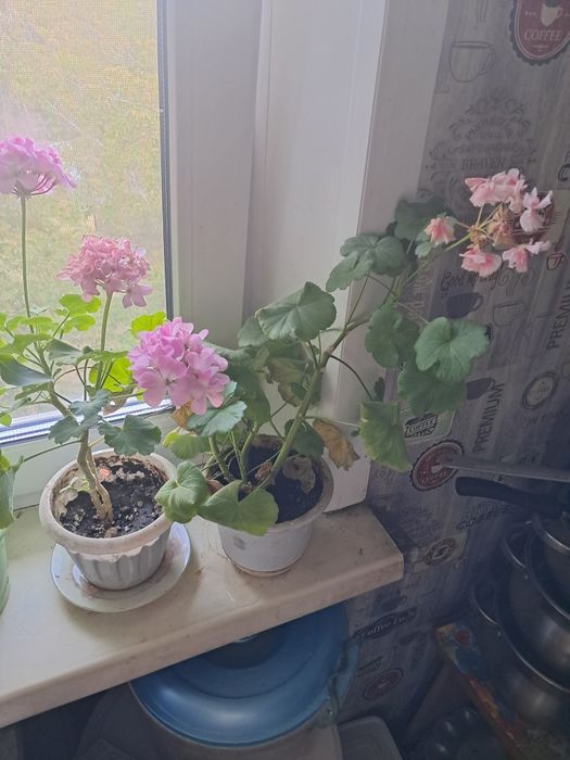 Продам цветы комнатные