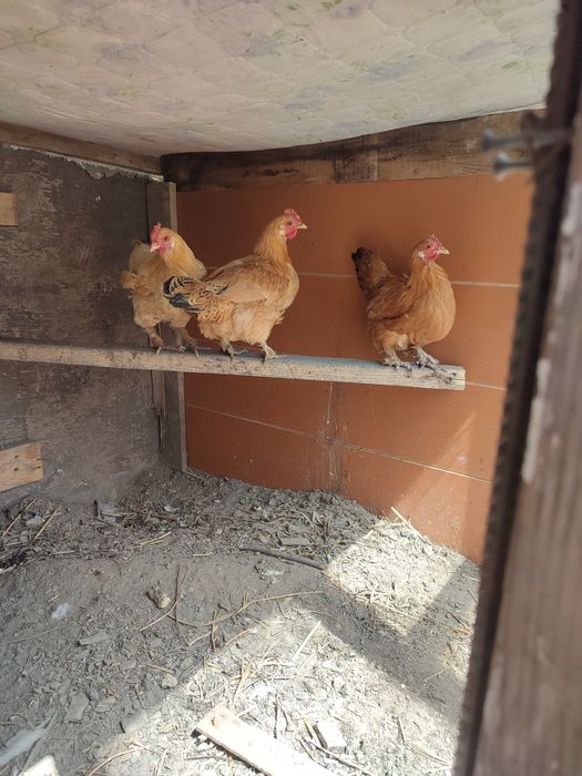 Карликовые куры карлики