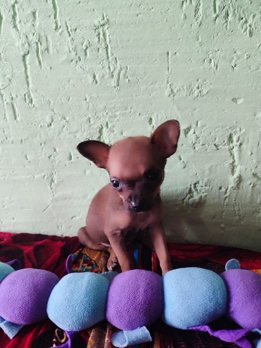 Девочка мини той терьер