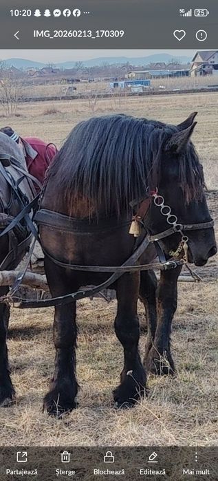 Mânz disponibil în mai face doi ani