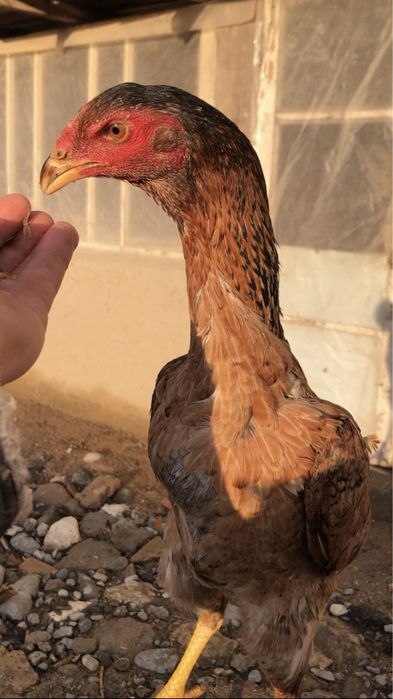 Бедана пар япон мокионлар сотилади