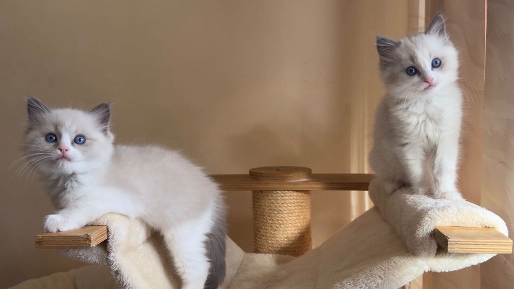 Котка Регдол / Рагдол / Ragdoll cat