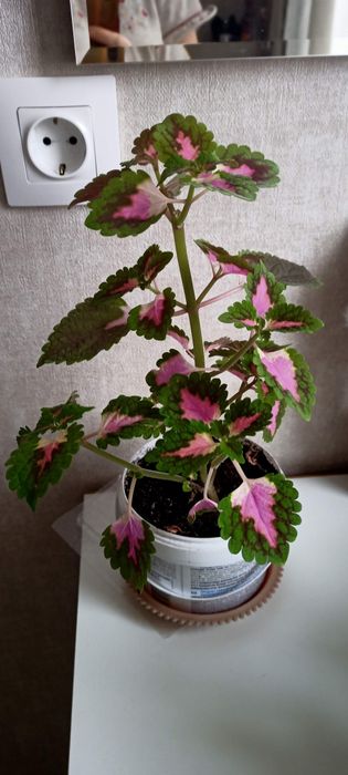 Комнатные цветы, разные.