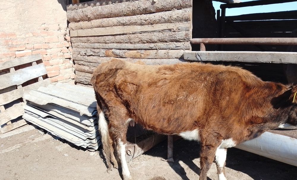 Кашар сатылады..