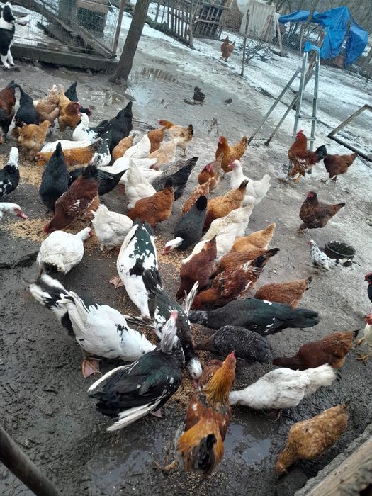 Vând găini și rațe!