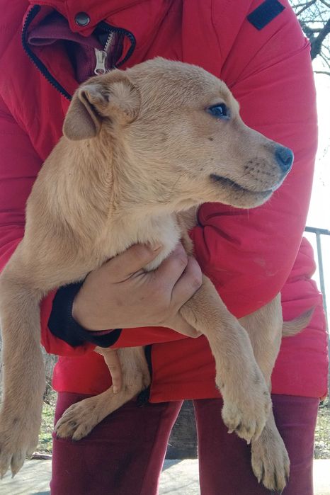 Кученца,смеска между стаф и боксер.