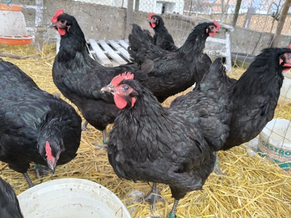 Mixt de ouă de la găinile din poze