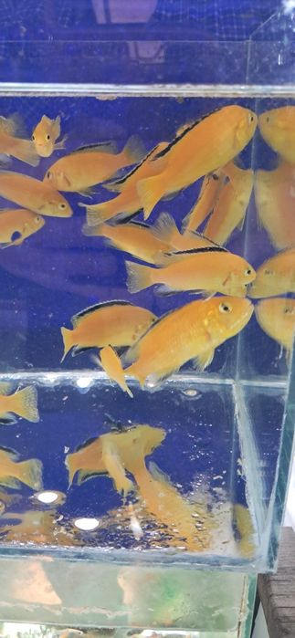 Калибри Лабидохромис эллоу