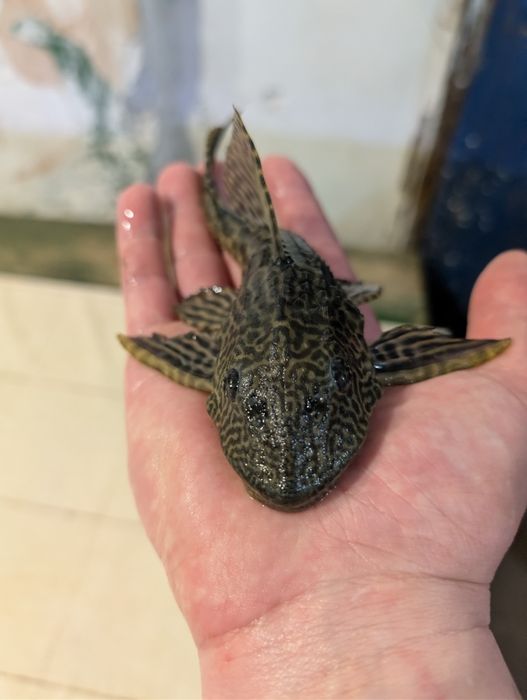 Acvarii ,pești ,cioate ,plante