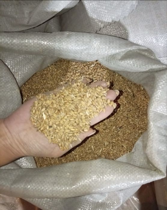 Ячмень 116 тг за кг