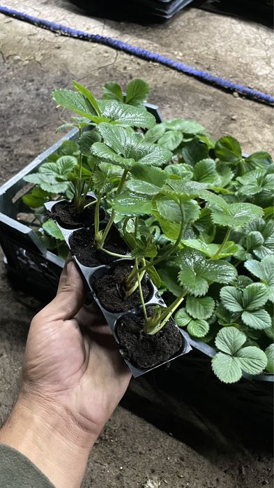 Клубника Мурано рассада