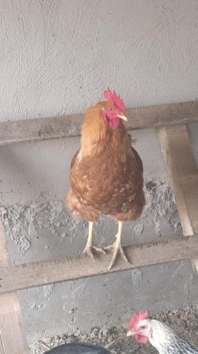 Продам петуха,курицу