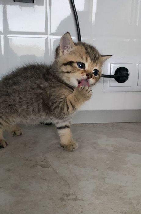 Продам котят шотланских