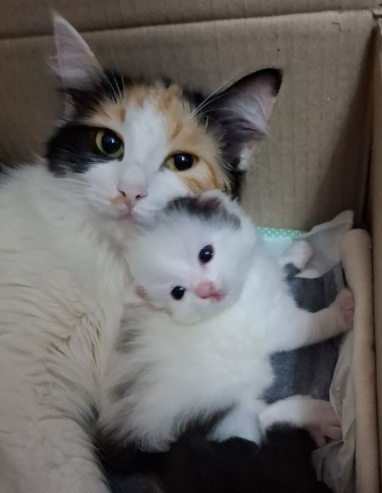 Продаются котята домашние