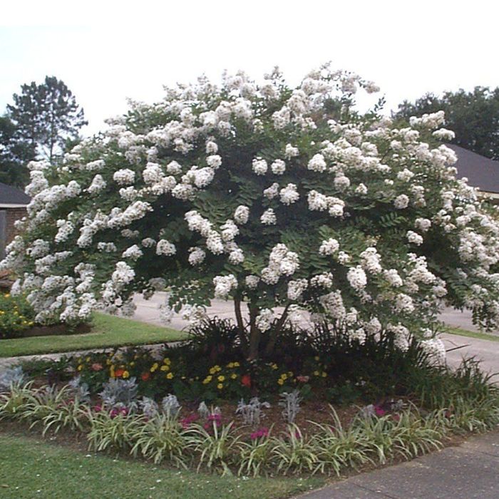 Liliac Indian superb