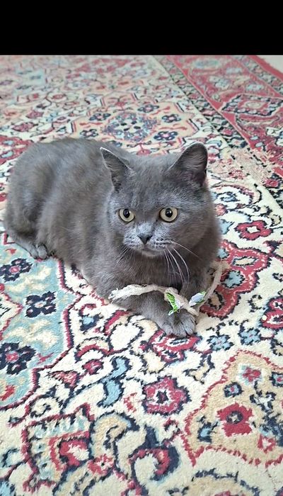Кошечка Сонечка подросток стерилизованная в добрые руки!