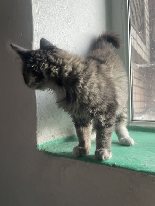 Котенок мальчик бесплатно