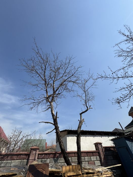 Бесплатно забрать дрова