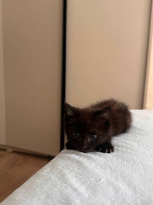 Отдадим котёнка в хорошие руки
