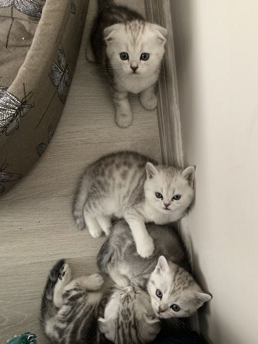 Роскошные Котята