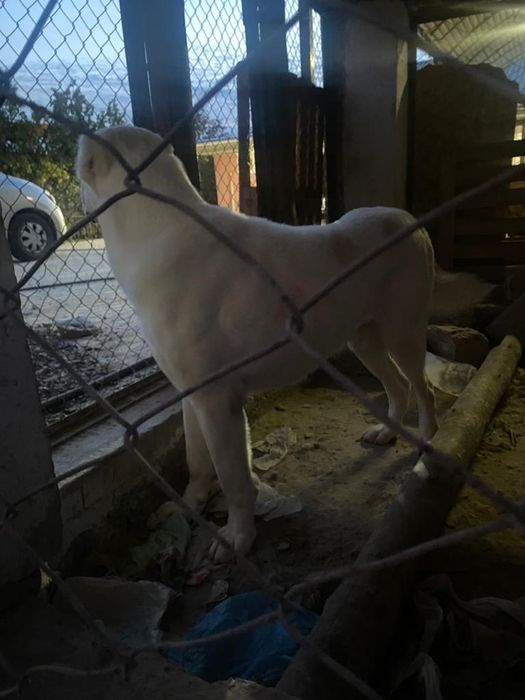 Пародия-Алабаи-жасы-2.5