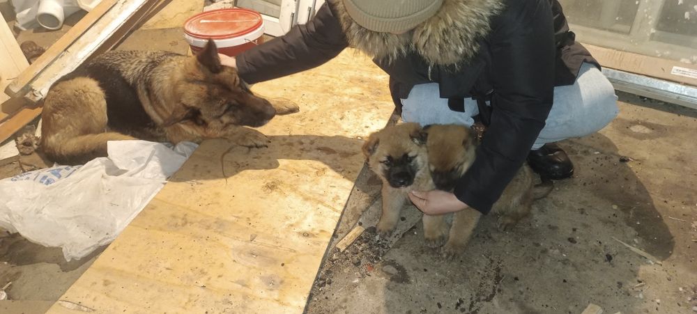 Овчарканың күшіктерін сатамын,  1.5 айлық